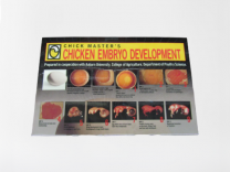 Chart Embryology,Laminated Replaces: 604C-02-4503.                                                                                                                                                                                                             